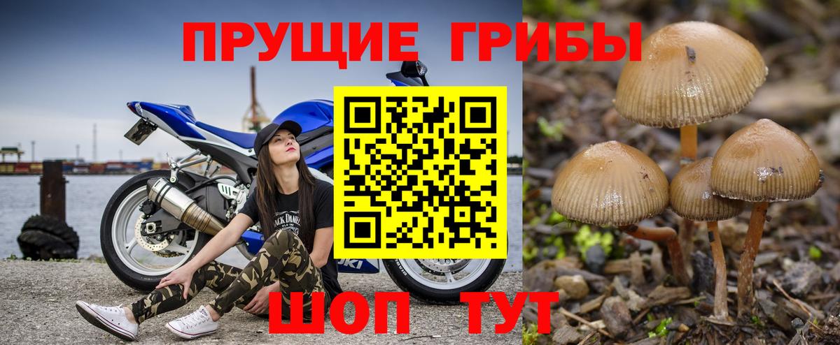 Псилоцибиновые грибы Psilocybine cubensis Кунгур